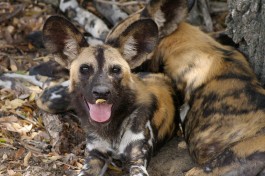 Wild dogs 