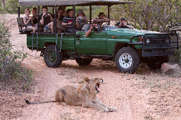 Safari vehicle in Kruger 