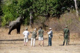 Walking safari with elephant 