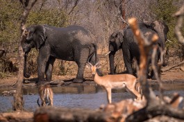 Kruger elephants & antelopes 