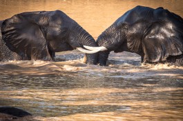 Elephant sighting 