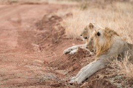 Greater Kruger lion 