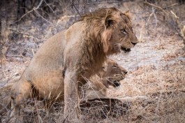 1a-maseke-male-lions 