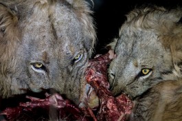 1d-maseke-lions-kill 