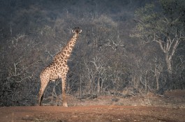 2-giraffe-chacma 