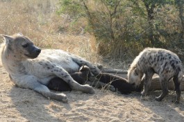 Kruger hyenas 