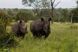 Kruger Rhinos 