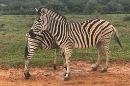 Zebras 