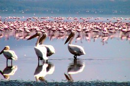 Flamingos at Lake Nakuru  by Dan Heap