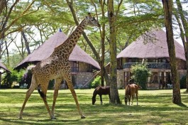 Naivasha lodge 
