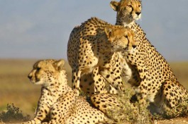 Inverdoorn cheetah 