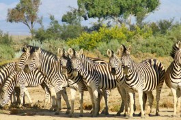 Inverdoorn zebra 