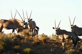 Inverdoorn gemsbok 
