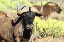 Inverdoorn wildebeest 