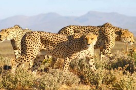 Inverdoorn cheetahs 