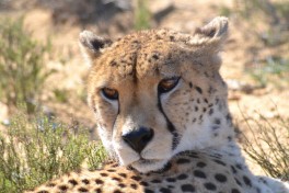 Aquila cheetah 