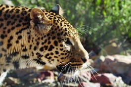 Aquila leopard 