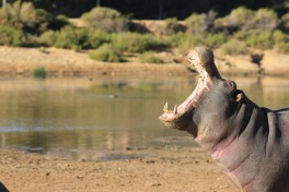 Aquila hippo 