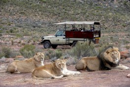 Aquila lions 