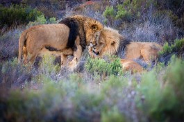 Aquila lions 