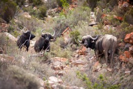 Aquila buffalos 
