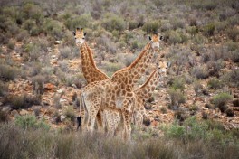 Aquila giraffes 