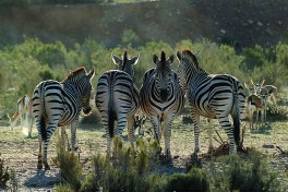 Aquila zebras 