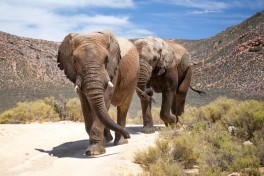 Aquila elephants 