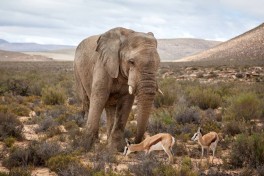 Aquila elephant 