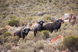 Aquila  buffalos 