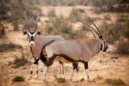 Aquila oryx 