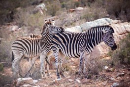 Aquila zebras 