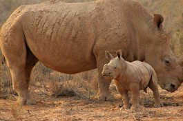 Aquila rhinos 