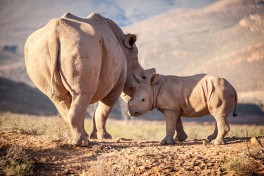 Aquila  rhinos 