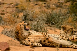 Inverdoorn cheetahs  by Pepe Pont