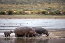 Aquila hippos 