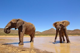 Aquila safari elephants 