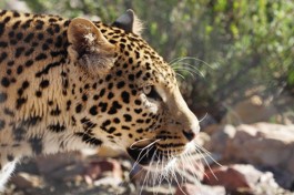 Aquila safari leopard 