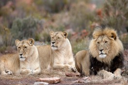 Aquila safari lion 