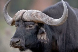 Aquila safari buffalo 