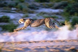 Cheetah running 