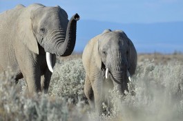 Inverdoorn elephants 