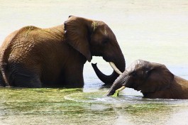 Inverdoorn elephants 