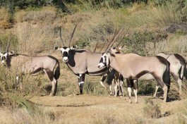 Gemsbok in Inverdoorn 