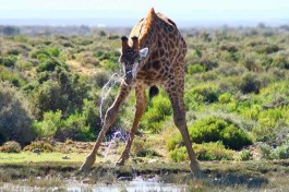 Inverdoorn giraffe 