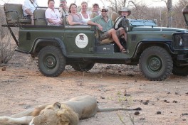 Timbavati lion 