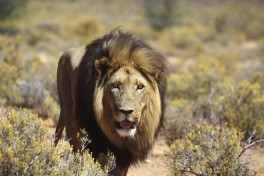 Inverdoorn lion 