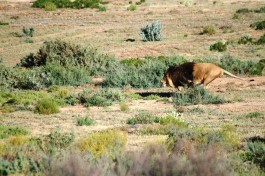 Lion hunting in Inverdoorn 