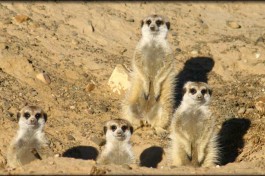 Inverdoorn Meerkat 
