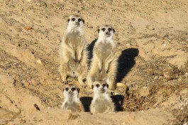 Meerkat in Inverdoorn 